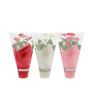 Anthurium 3 color mix in Couture sleeve