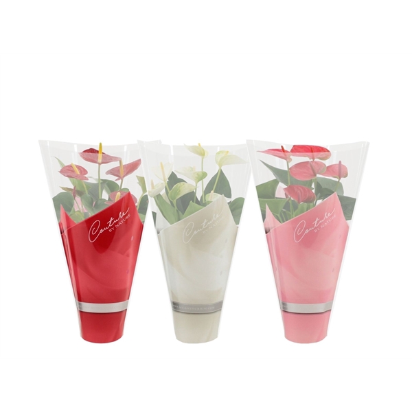 <h4>Anthurium 3 color mix in Couture sleeve</h4>