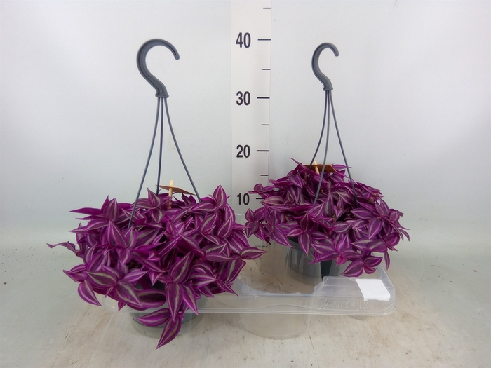 <h4>Tradescantia   ...</h4>