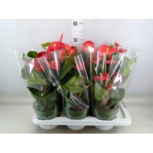 Anthurium andr. 'Madural'