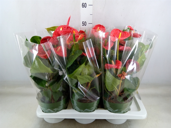 <h4>Anthurium andr. 'Madural'</h4>