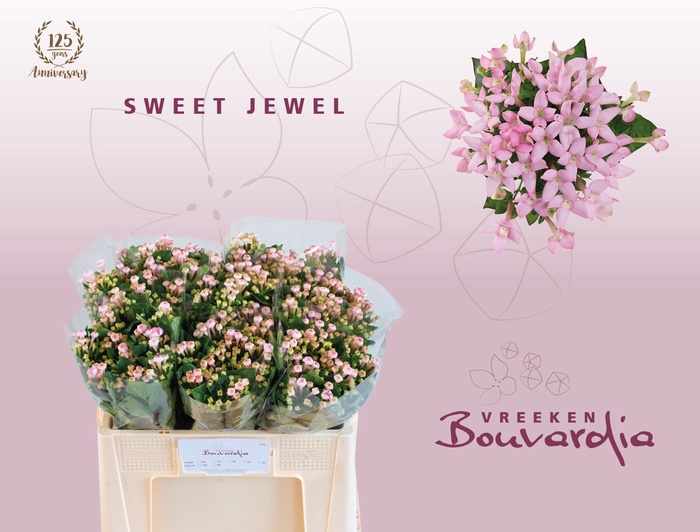 <h4>BOU EN SWEET JEWEL</h4>