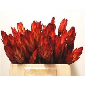 PROTEA REPENS ROOD D