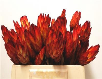 <h4>PROTEA REPENS ROOD D</h4>