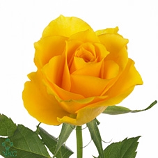 <h4>R GR JET SET</h4>