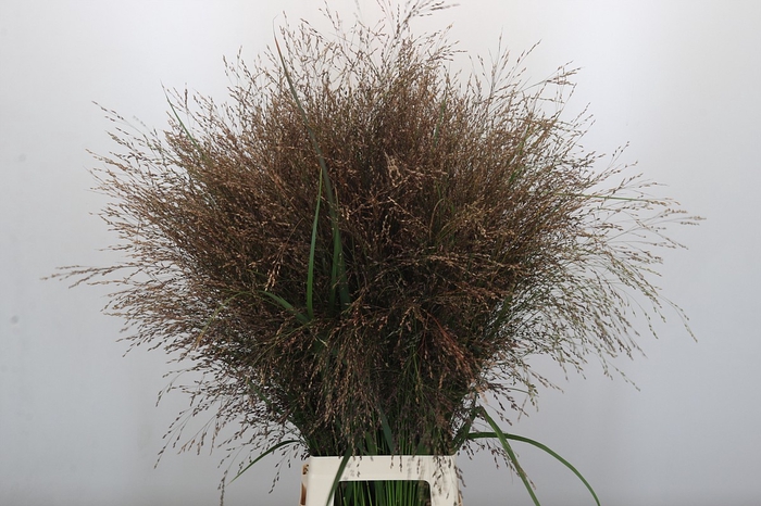 <h4>Panicum Warrior</h4>