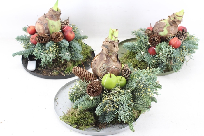 <h4>arr4 Amaryllis MB - Zink rand kerst LED mix</h4>