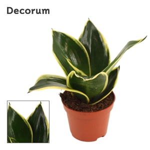 Sansevieria Hahnii 6 cm Jade Pagoda (Decorum)