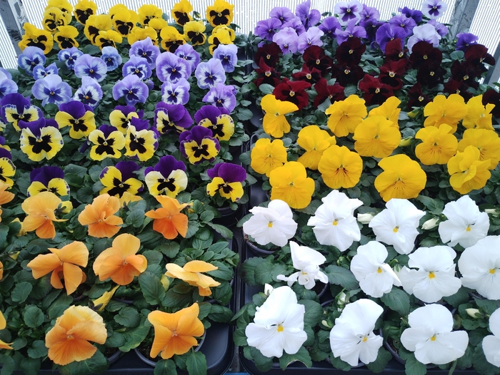 <h4>VIO WI DELTA MIXK</h4>