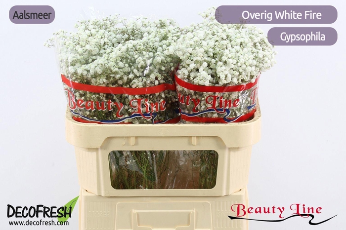 <h4>GYPS PANICULATA OV</h4>