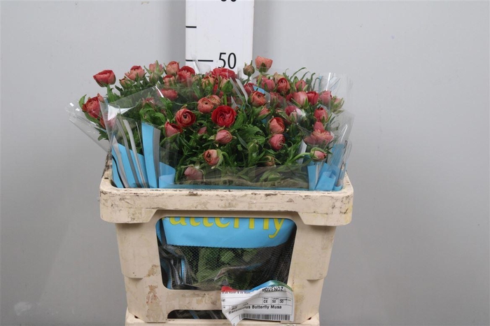 <h4>Ran Butterfly Musa</h4>