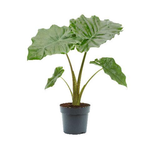 <h4>Alocasia Portodora 17cm</h4>