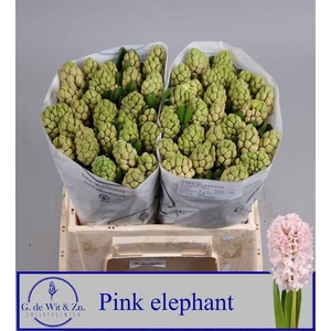 HYAC PINK ELEPHANT