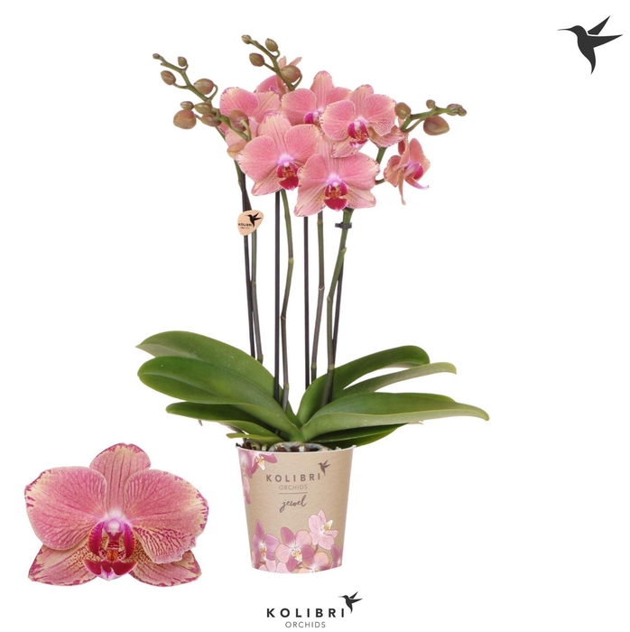 <h4>Phalaenopsis ...orange</h4>