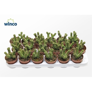 Crassula Marneriana (jade)