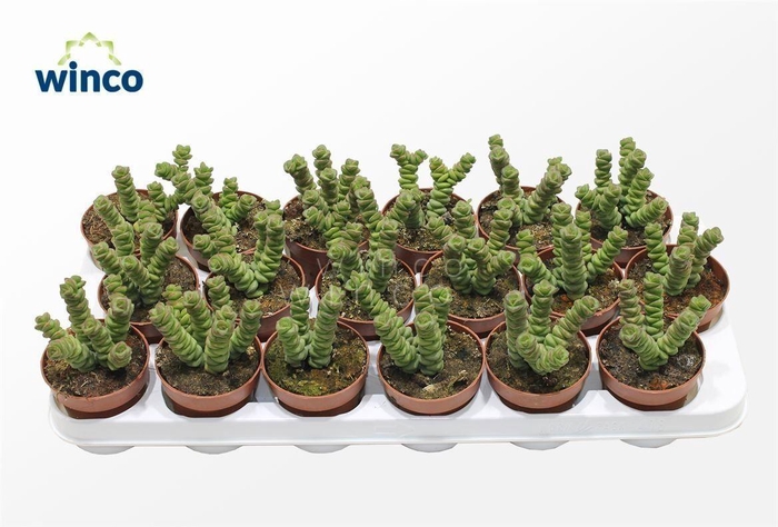 <h4>Crassula Marneriana (jade)</h4>