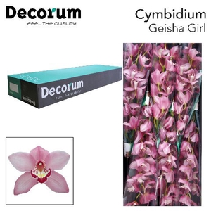 CYMB T GEISHA GIRL Decorum 80cm.