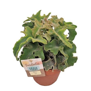 Kalanchoe Nuda - 1154