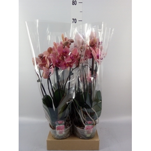 Phalaenopsis   ...mix