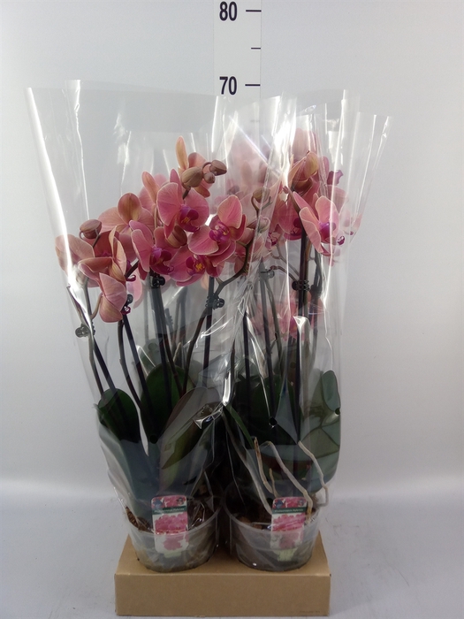 <h4>Phalaenopsis   ...mix</h4>