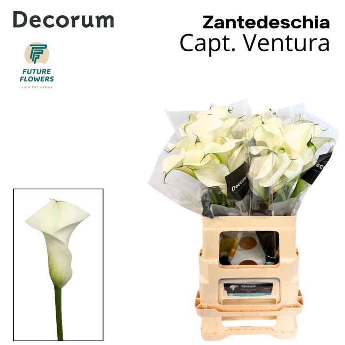 <h4>Zant Capt Ventura</h4>