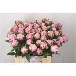 Paeo L Sarah Bernhard Pink Ex