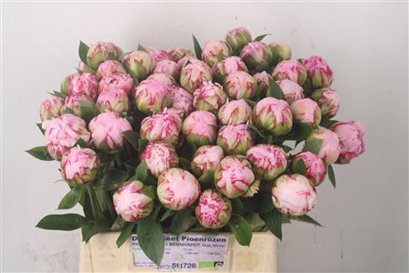 <h4>Paeo L Sarah Bernhard Pink Ex</h4>