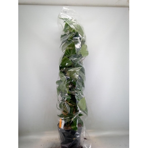 Philodendron scand.