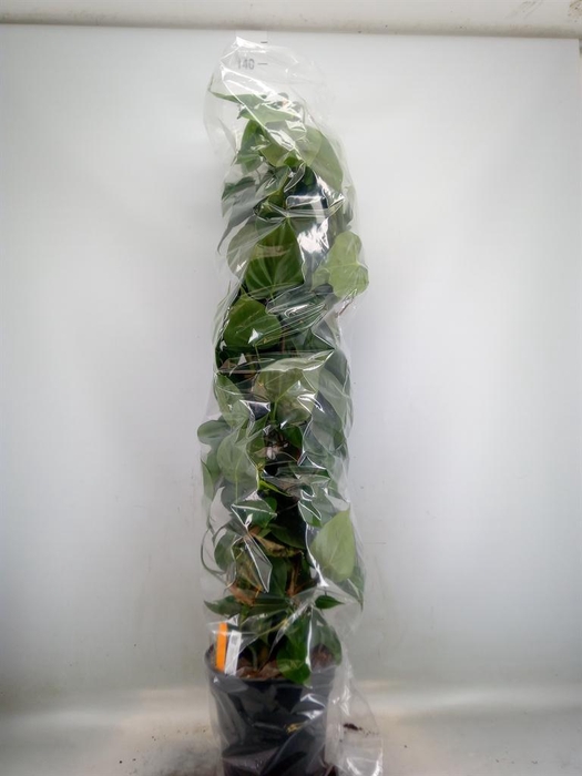 <h4>Philodendron scand.</h4>