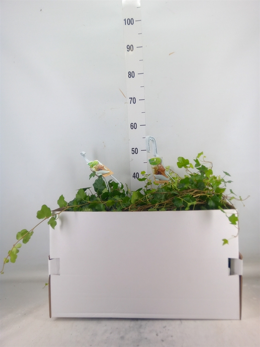 <h4>Hedera helix 'Wonder'</h4>