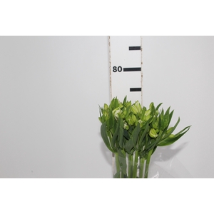 ALSTROEMERIA MISTRAL 070 CM