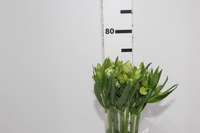 <h4>ALSTROEMERIA MISTRAL 070 CM</h4>