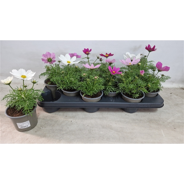 <h4>Cosmos bipinnantus</h4>