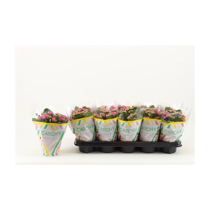 <h4>Kalanchoe Double, Catchy Season Purple</h4>