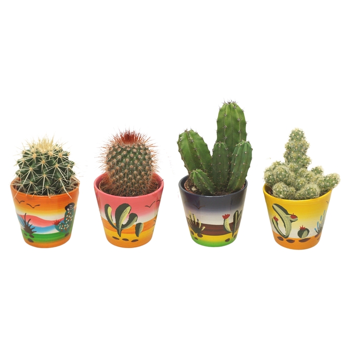 <h4>Cactus mix in 8 cm 'Decorpotje'</h4>