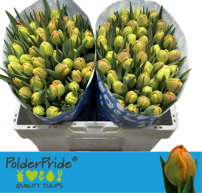 <h4>TU DU ICOON</h4>