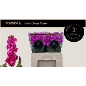 Matth Stox Deep Rose