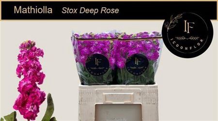 <h4>Matth Stox Deep Rose</h4>