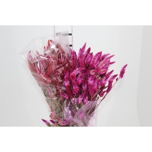 CELOSIA RABO DE GATO VARIADO 070 CM