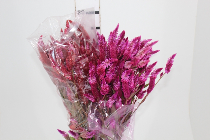 <h4>CELOSIA RABO DE GATO VARIADO 070 CM</h4>