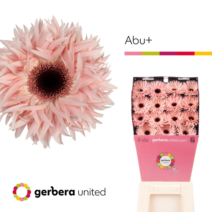 <h4>Gerbera Spider Abu Diamond per kaart</h4>