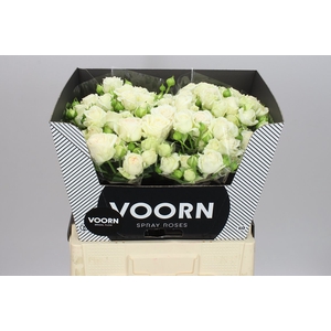 Rosa Tr Bridal Flow