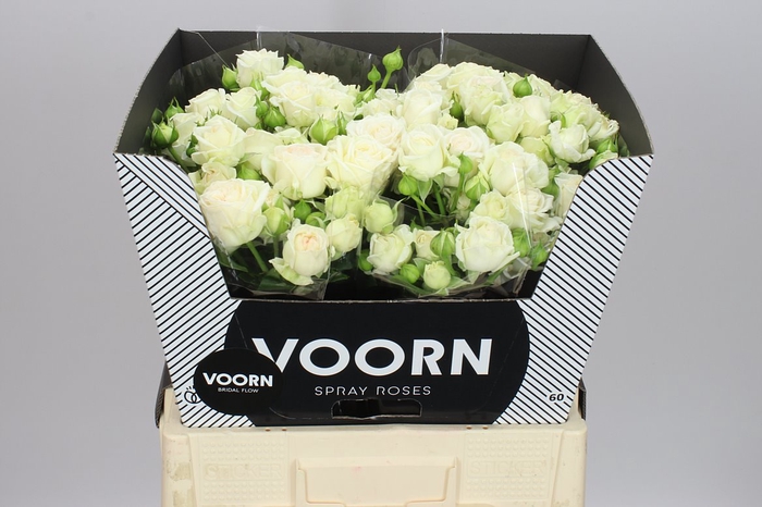 <h4>Rosa Tr Bridal Flow</h4>