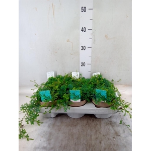 Selaginella uncinata 'Peacock'