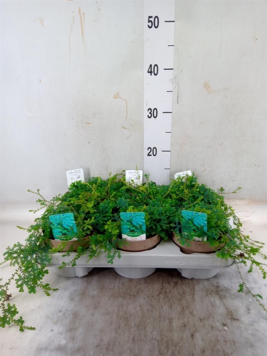 <h4>Selaginella uncinata 'Peacock'</h4>