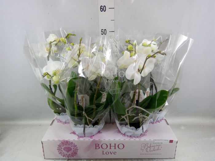 <h4>Phalaenopsis   ...white</h4>