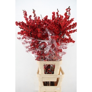 ILEX VE RODE BES 140CM XXL