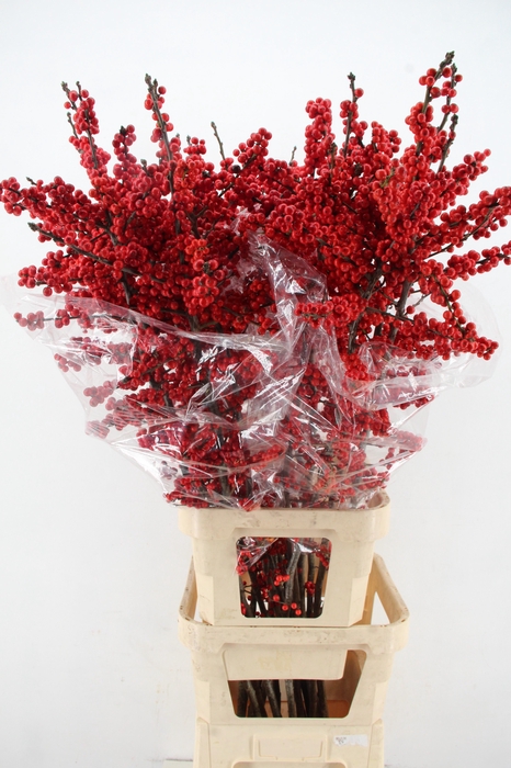 <h4>ILEX VE RODE BES 140CM XXL</h4>