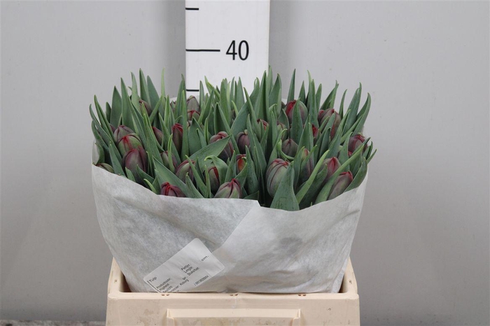 <h4>Tu Du Red Princess</h4>