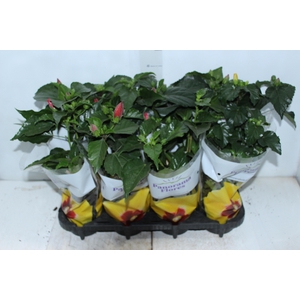 HIBISQS P13